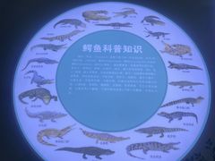 -中国扬子鳄村