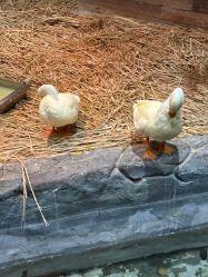 -Zoolung Zoolung动物主题公园(海信广场店)