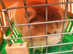 -瑞鹏宠物医院·骨科·猫科·内科(第一中心)