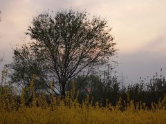 -永定河休闲森林公园