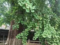 -常熟方塔园