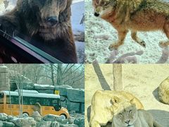 -北京野生动物园