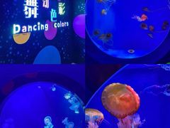 -海合安青岛极地海洋公园