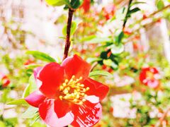 -石家庄市植物园