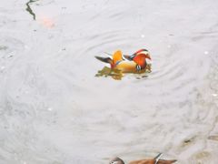 -什刹海