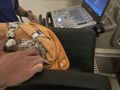 -凯特喵百思猫专科医院