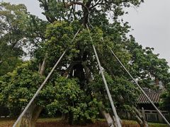 -国恩寺
