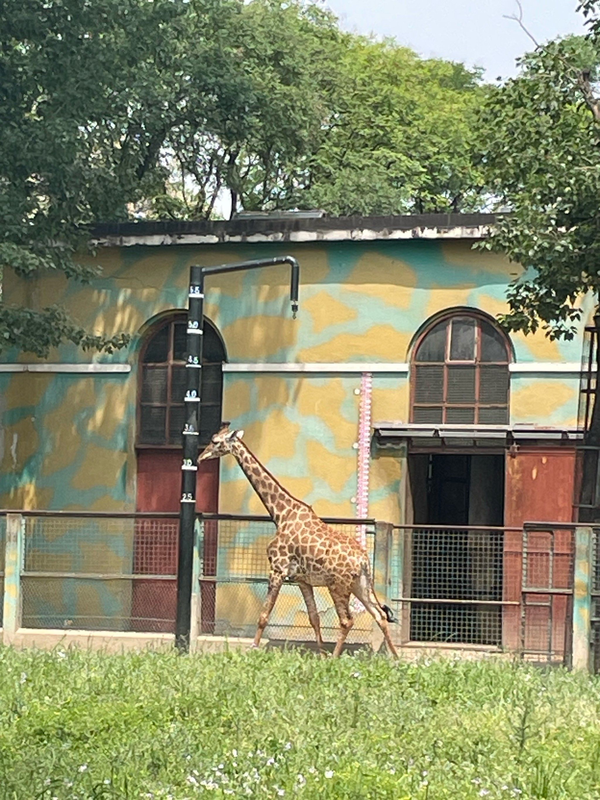 动物园的萌宠大巡游