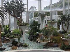 -深圳仙湖植物园