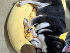 -逗柴咖啡屋·狗咖猫咖宠物桌游