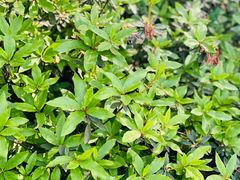 -铁山坪森林公园