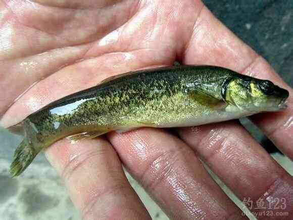 打分 菜品总会让你有意想不到的收获,去看看吧,拥有一个是个你的品味