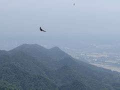 -大金鹰园