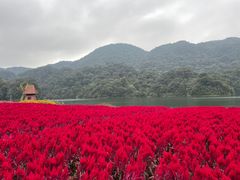 -广州市石门国家森林公园