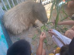 -西霞口神雕山野生动物世界