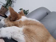 -宠福鑫康馨动物医院·骨科·眼科