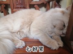 -Sweet cat·星愿猫咖(国贸大厦店)