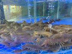 -必点蒸汽海鲜(止锚湾店)