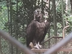 -合肥野生动物园
