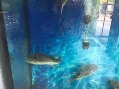 -肆月河豚·新淮扬(金融街店)