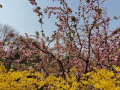 -海棠花溪(元大都城垣遗址公园)