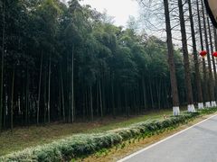 -黄海国家森林公园