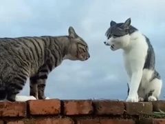 -艾吉宠物医院·疑难杂症转诊中心·猫友好(碧江路院)
