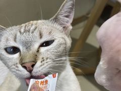 -藏猫猫咖啡主题馆(中央大道店)