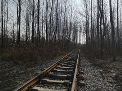 -合肥滨湖国家森林公园