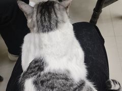 -猫咪咖啡店(新城大街店)