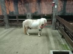 -清迈夜间动物园