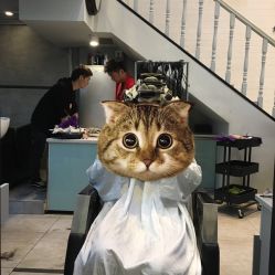 -SIX Hair Consultant