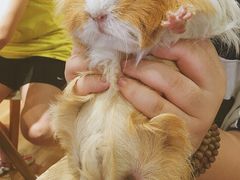-藦茜花园宠物主题亲子互动体验馆(国顺东路店)