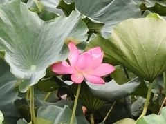 -新江湾城公园