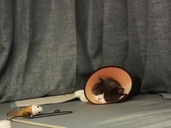 -萌兽医馆·宠物医院·猫骨科(创景店)