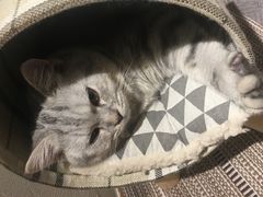 -猫友咖啡店(玉林西路店)