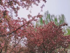 -海棠花溪(元大都城垣遗址公园)