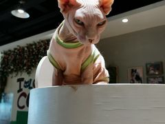 -藏猫猫咖啡主题馆(中央大道店)