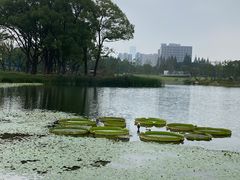 -上海植物园-4号门售票处