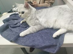 -伟伟宠物医院·瑞派猫友好医院·猫科(光谷店)