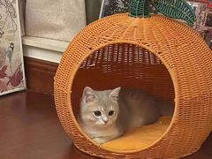 -Bastet sally猫舍购宠(静安店)
