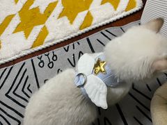 -伟伟宠物医院·瑞派猫友好医院·猫科(光谷店)
