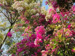 -深圳国际园林花卉博览园