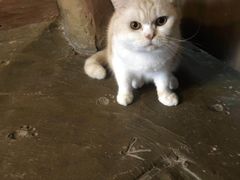 -猫猫幼稚园·撸猫·桌游·电玩