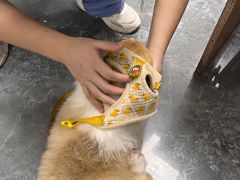 -东莞宠友24H宠物中心医院·转诊夜诊·异宠(新河北路院)