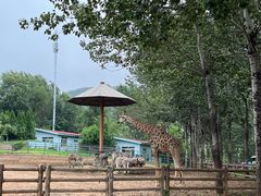 -大连森林动物园