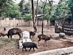 -清迈夜间动物园