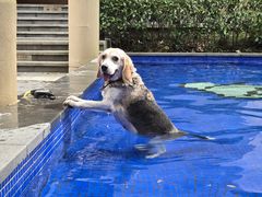 -上海崇明金茂凯悦酒店