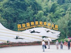 -西双版纳原始森林公园