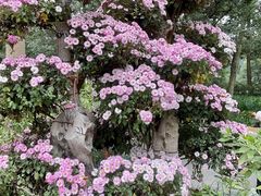 -杭州植物园